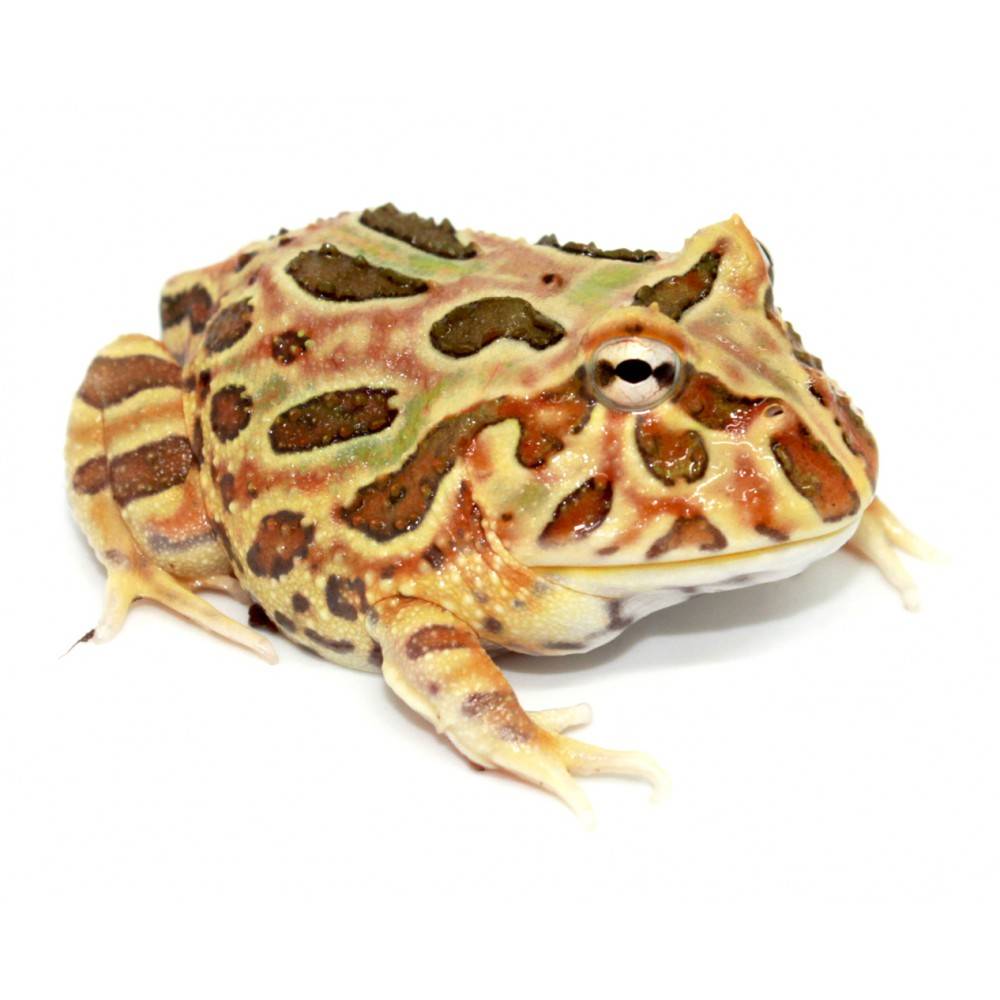 Ceratophrys cranwelli "Tan" - Grenouille Pacman