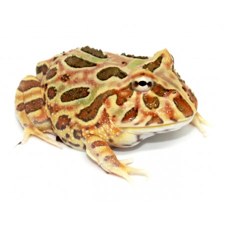 Ceratophrys cranwelli "Tan" - Grenouille Pacman
