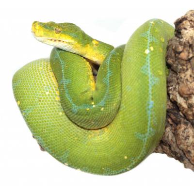 Morelia viridis ♂♀ "Jayapura" - Python vert