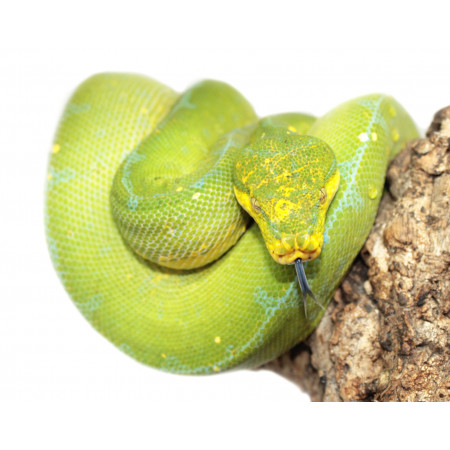 Morelia viridis ♂♀ "Jayapura" - Python vert