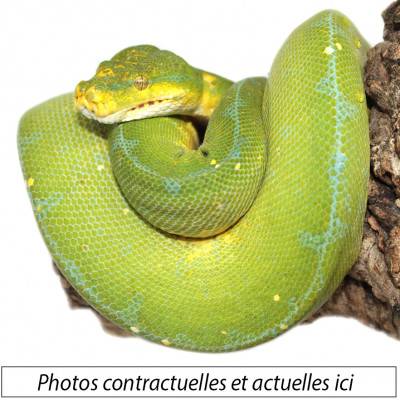 Morelia viridis ♂♀ "Jayapura" - Python vert