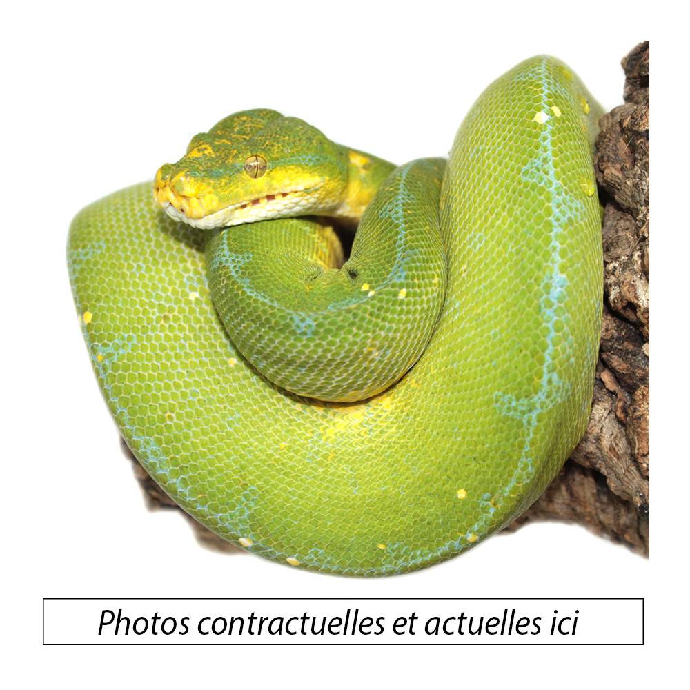 Morelia viridis ♂♀ "Jayapura" - Python vert