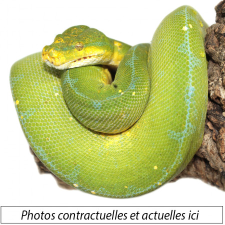 Morelia viridis ♂♀ "Jayapura" - Python vert