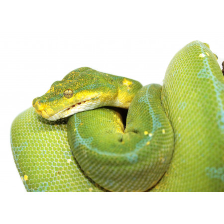 Morelia viridis ♂♀ "Jayapura" - Python vert