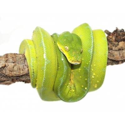 Morelia viridis ♂♀...