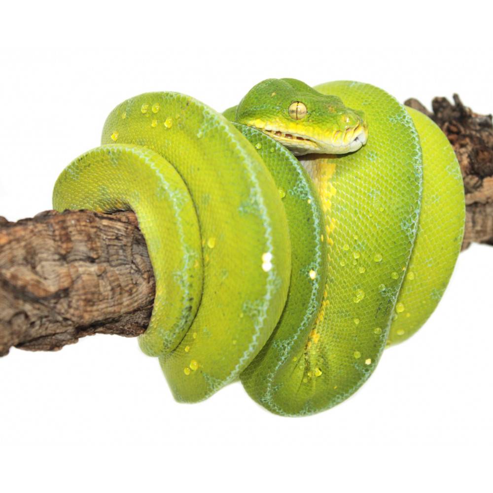 Morelia viridis ♂♀ 