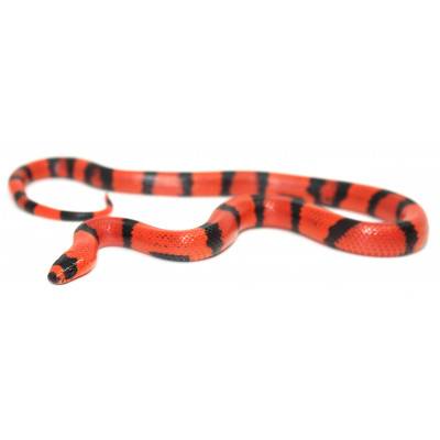 Lampropeltis triangulum hondurensis "Super hypo tangerine" - Faux-Corail du Honduras