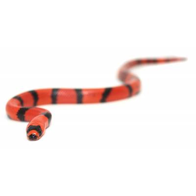 Lampropeltis triangulum hondurensis "Super hypo tangerine" - Faux-Corail du Honduras