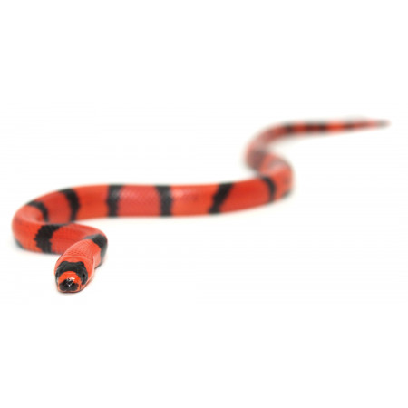 Lampropeltis triangulum hondurensis "Super hypo tangerine" - Faux-Corail du Honduras