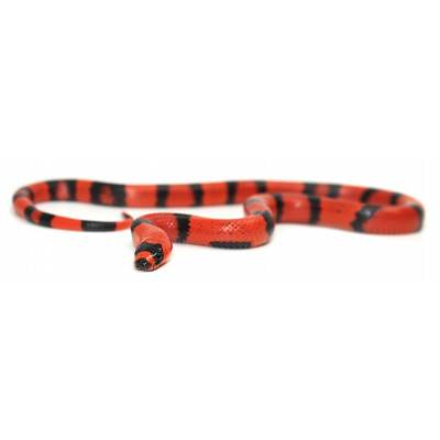 Lampropeltis triangulum hondurensis "Super hypo tangerine" - Faux-Corail du Honduras