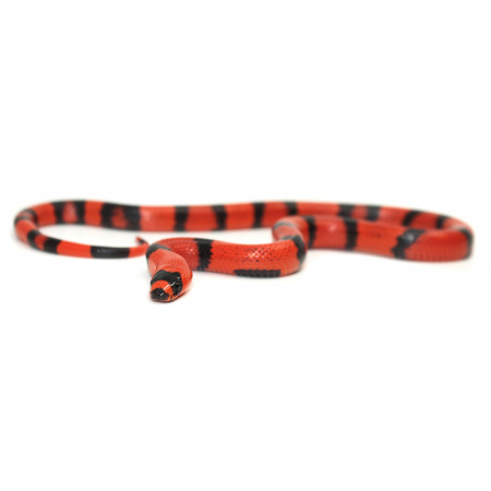 Lampropeltis triangulum hondurensis "Super hypo tangerine" - Faux-Corail du Honduras