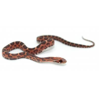 Pantherophis guttatus "Scaleless okeetee abbott's" - Serpent des blés