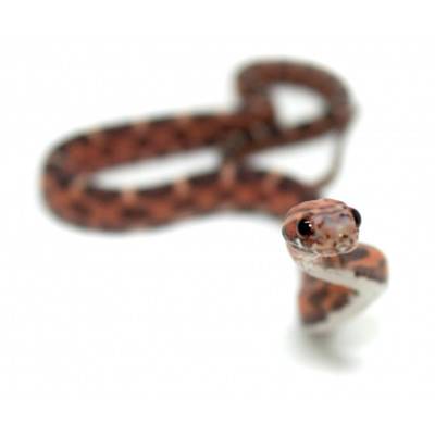 Pantherophis guttatus "Scaleless okeetee abbott's" - Serpent des blés