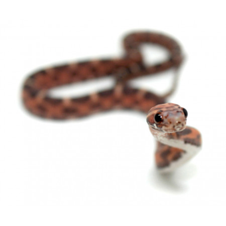 Pantherophis guttatus "Scaleless okeetee abbott's" - Serpent des blés