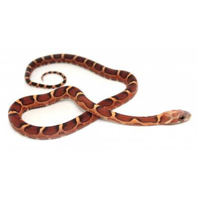 Pantherophis guttatus "Scaleless sunkissed" - Serpent des blés
