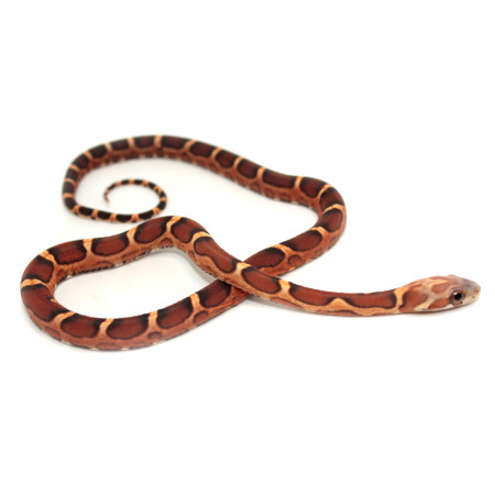 Pantherophis guttatus "Scaleless sunkissed" - Serpent des blés