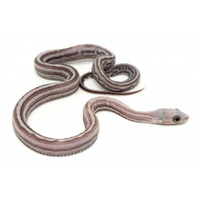 Pantherophis guttatus "Scaleless tessera anery" - Serpent des blés