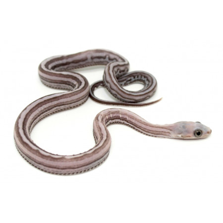 Pantherophis guttatus "Scaleless tessera anery" - Serpent des blés