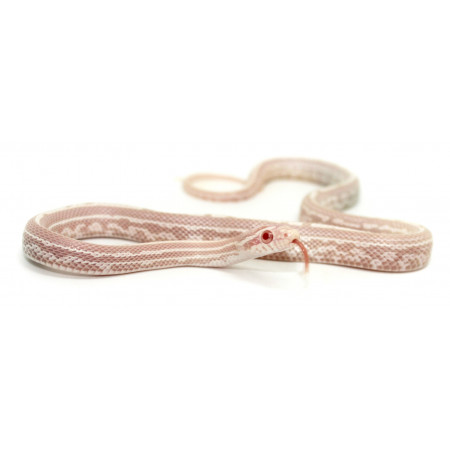 Pantherophis guttatus "Tessera snow" - Serpent des blés