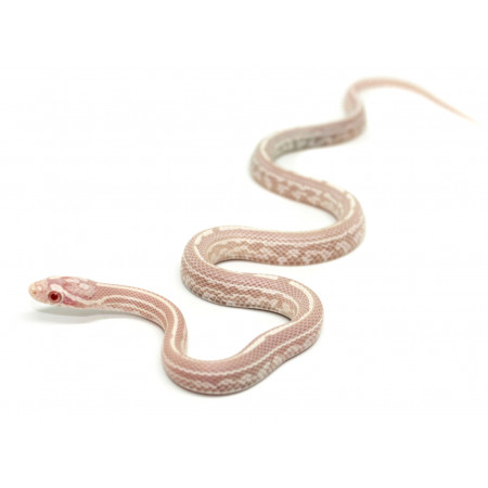 Pantherophis guttatus "Tessera snow" - Serpent des blés