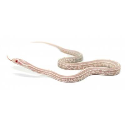 Pantherophis guttatus "Tessera snow" - Serpent des blés