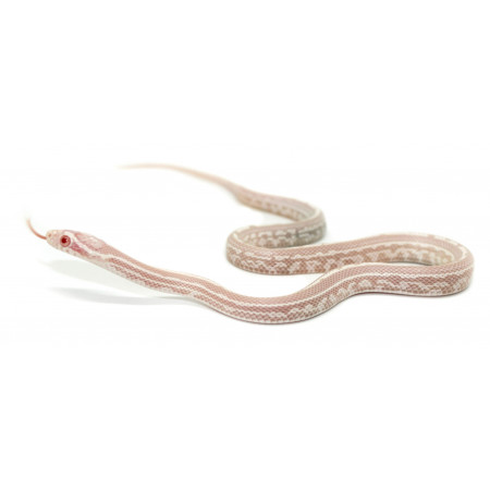 Pantherophis guttatus "Tessera snow" - Serpent des blés