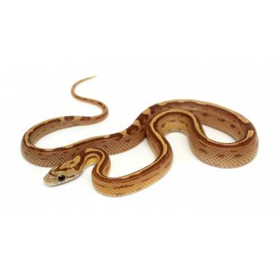 Pantherophis guttatus "Amber Motley" - Serpent des blés
