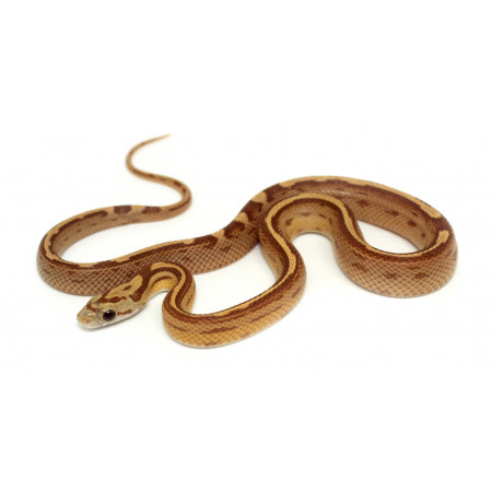 Pantherophis guttatus "Amber Motley" - Serpent des blés