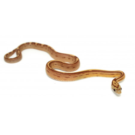 Pantherophis guttatus "Amber Motley" - Serpent des blés