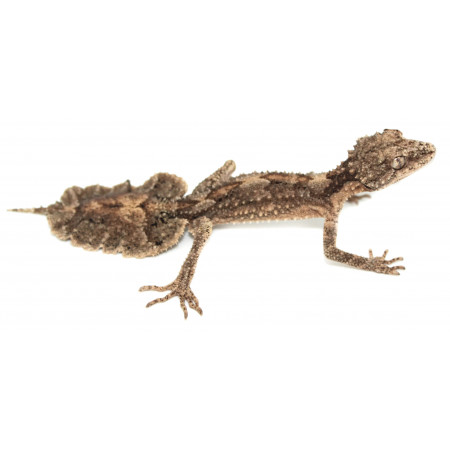 Saltuarius salebrosus - Gecko rugueux à queue feuille