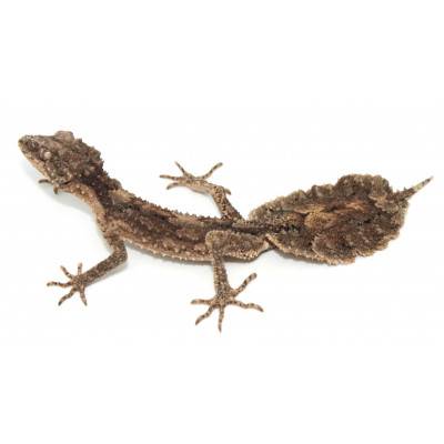 Saltuarius salebrosus - Gecko rugueux à queue feuille