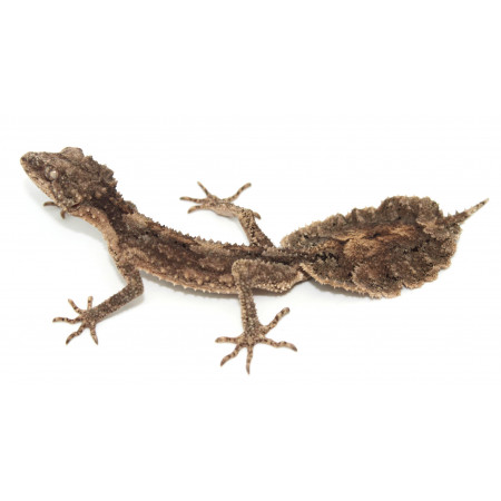 Saltuarius salebrosus - Gecko rugueux à queue feuille