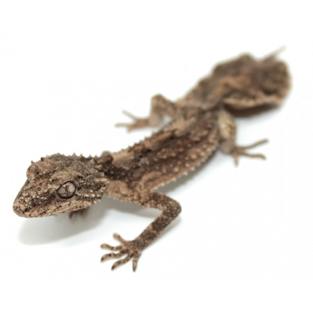 Saltuarius salebrosus - Gecko rugueux à queue feuille