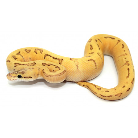Python regius "Dragonfly" - Python royal