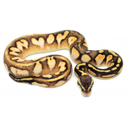 Python royal "Calico Pastel" - Python royal