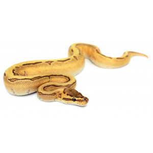 Python regius "Enchi fire...