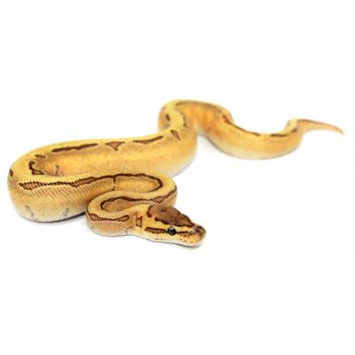 Python regius "Enchi fire...