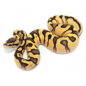 Python regius "Enchi pastel...