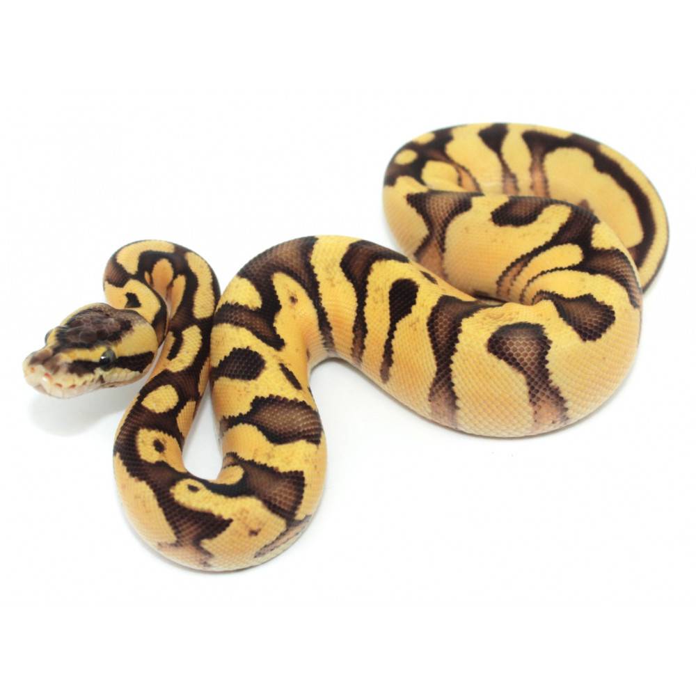 Python regius "Enchi pastel fire vanilla" - Python royal Python regius "Enchi pastel fire vanilla" - Python royal