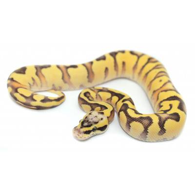 Python regius "Superfly...