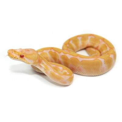 Python regius "Albinos...