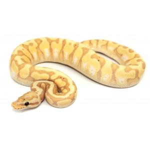 Python regius "Coral glow...