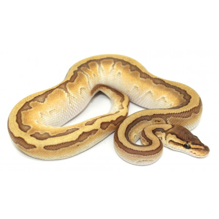 Python regius "King pin Calico" - Python royal