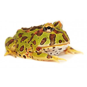 Ceratophrys ornata -...