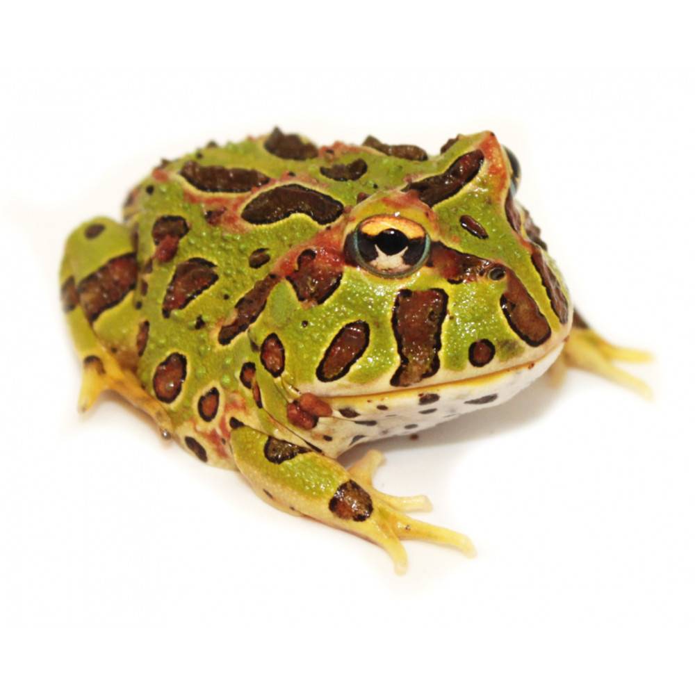 Leurre De Pêche Moonlight 3000 - Grenouille Surface Ultra Rare Clair De Lune (Bois)