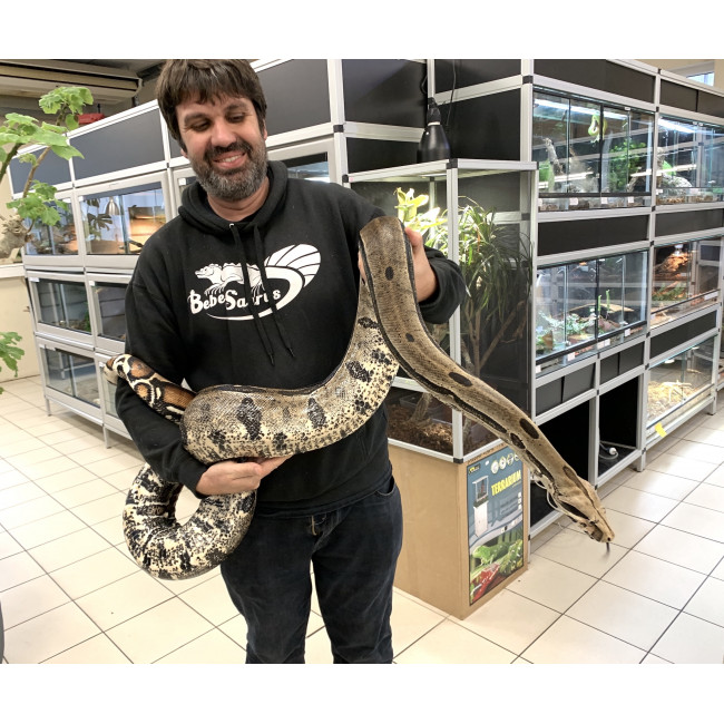Boa constricteur "Trinidad" Boa (constrictor) constrictor