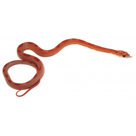 Pantherophis guttatus "Sunkissed ligné" - Serpent des blés