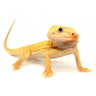 Pogona vitticeps ♂ "Citrus...