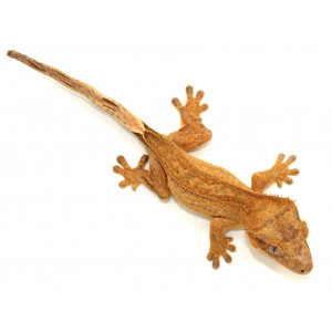 Correlophus ciliatus...