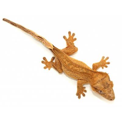 Correlophus ciliatus "Yellow Brindle" JEUNE- Gecko à crête